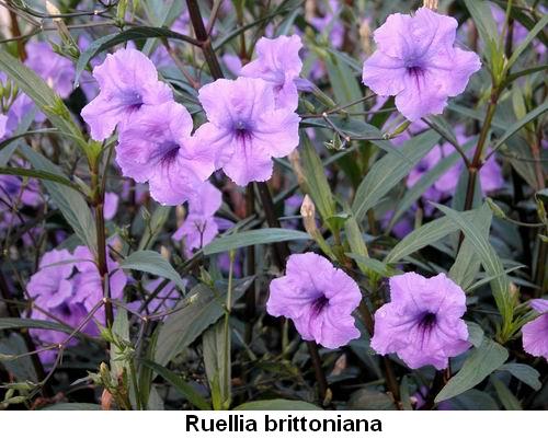 Ruellia brittoniana.jpg
